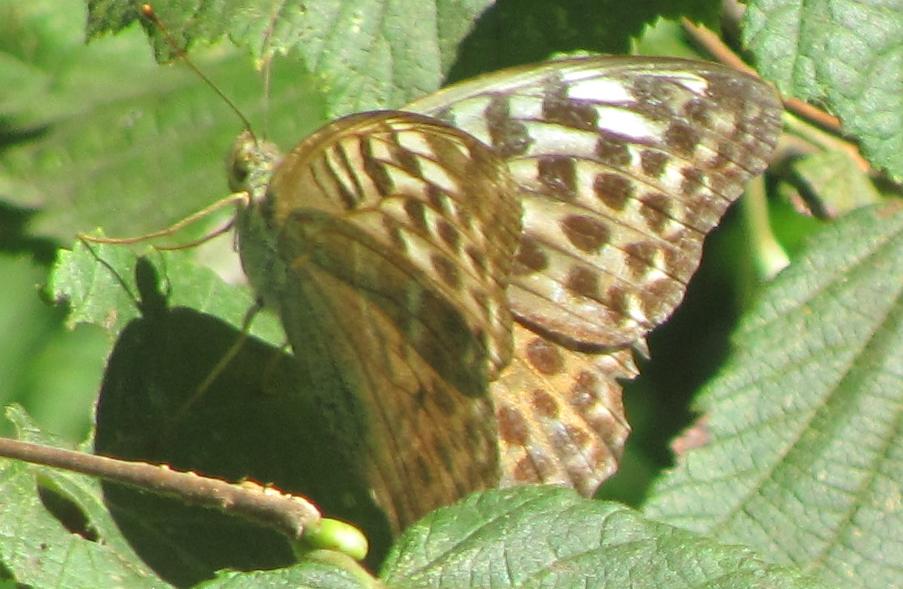 Argynnis paphia, forma valesina?